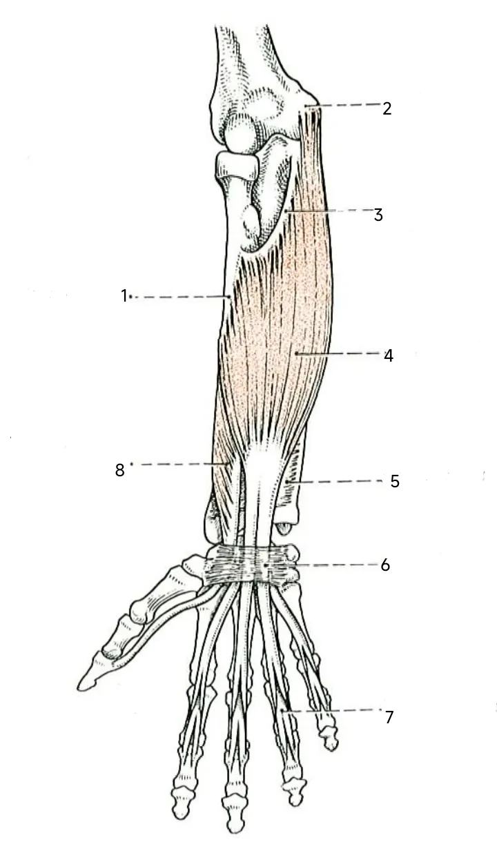 Anatomical drawing depicting the flexor digitorum superficialis and flexor pollicis longus of the right upper limb; anterior view.