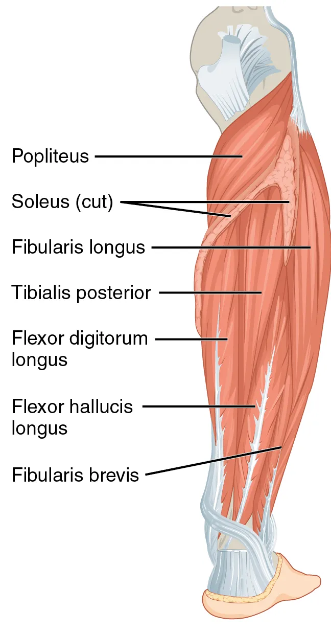 Caption: The muscles of the anterior compartment of the lower leg are generally responsible for dorsiflexion, and the muscles of the posterior compartment of the lower leg are generally responsible for plantar flexion. T