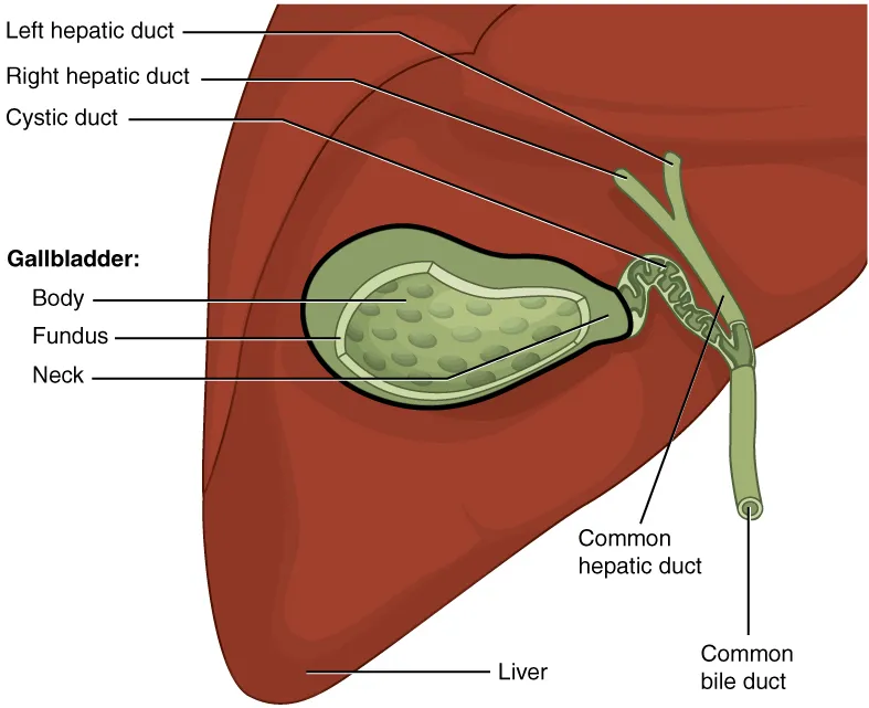 Illustration from Anatomy & Physiology, Connexions Web site. http://cnx.org/content/col11496/1.6/, Jun 19, 2013.