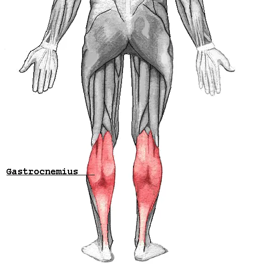 Gastrocnemius muscle