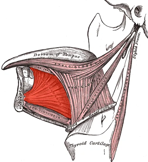 Genioglossus muscle