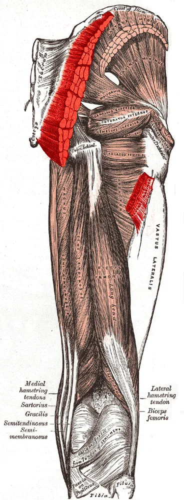 Muscles of the gluteal and posterior femoral regions with current muscle highlighted