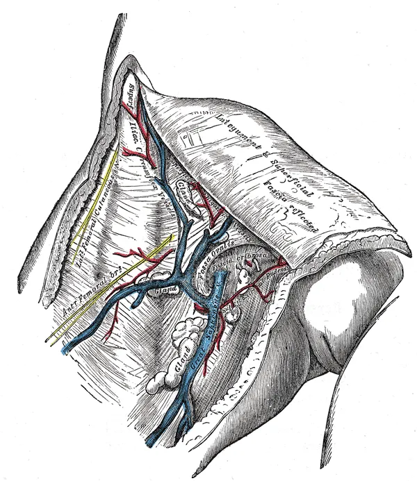 Major blood vessels and nerves of the cut open upper right thigh of a human female from anteromedial view.
