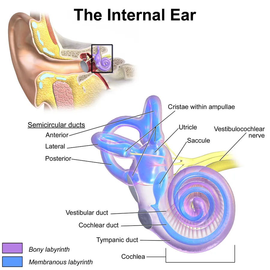 Internal Ear Anatomy.