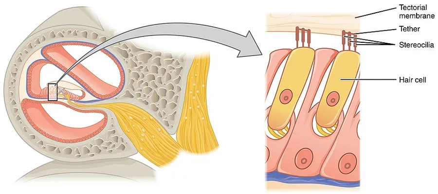 Version 8.25 from the Textbook OpenStax Anatomy and Physiology Published May 18, 2016