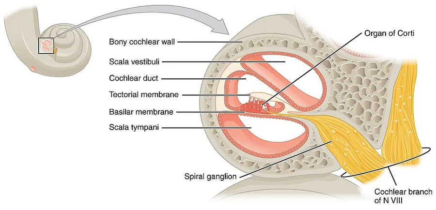 Version 8.25 from the Textbook OpenStax Anatomy and Physiology Published May 18, 2016