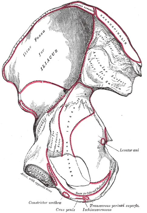 Right hip bone, internal surface.