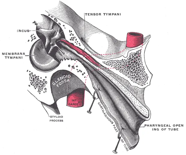 Incus
