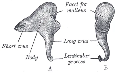 Incus