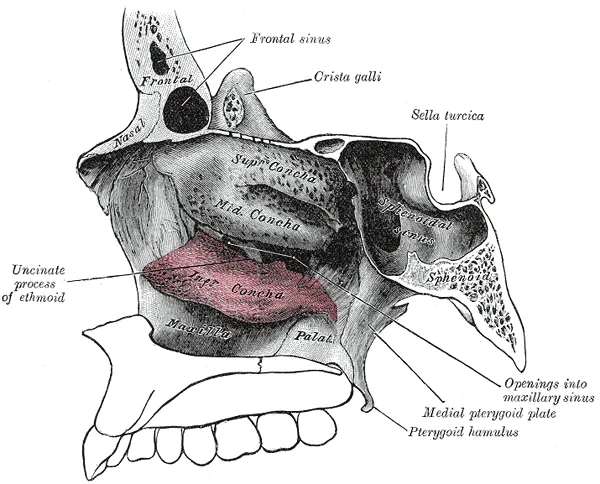 Lateral wall of right nasal cavity showing inferior concha in situ.