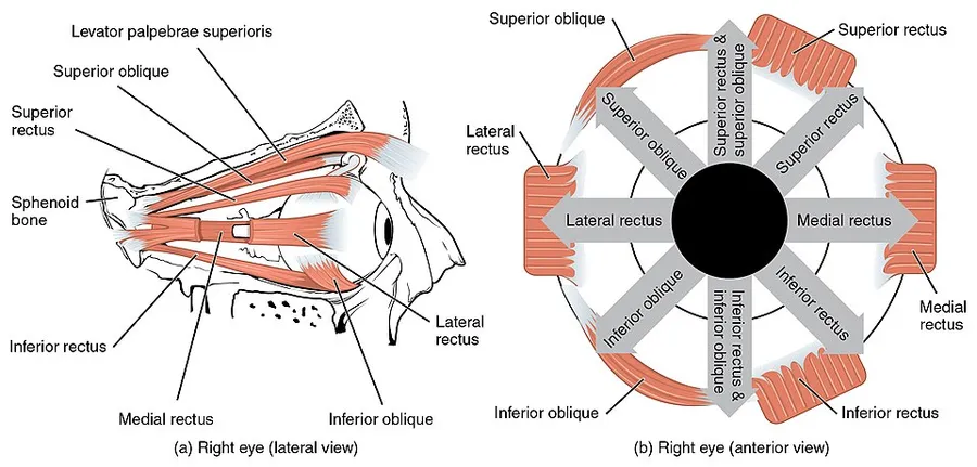 Version 8.25 from the Textbook OpenStax Anatomy and Physiology Published May 18, 2016