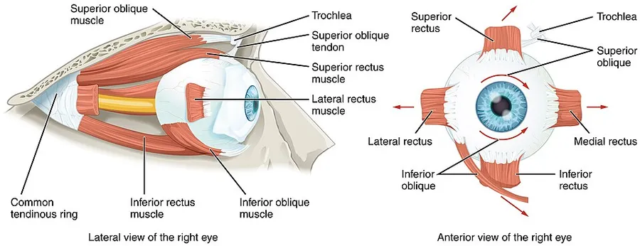Illustration from Anatomy & Physiology, Connexions Web site. http://cnx.org/content/col11496/1.6/, Jun 19, 2013.