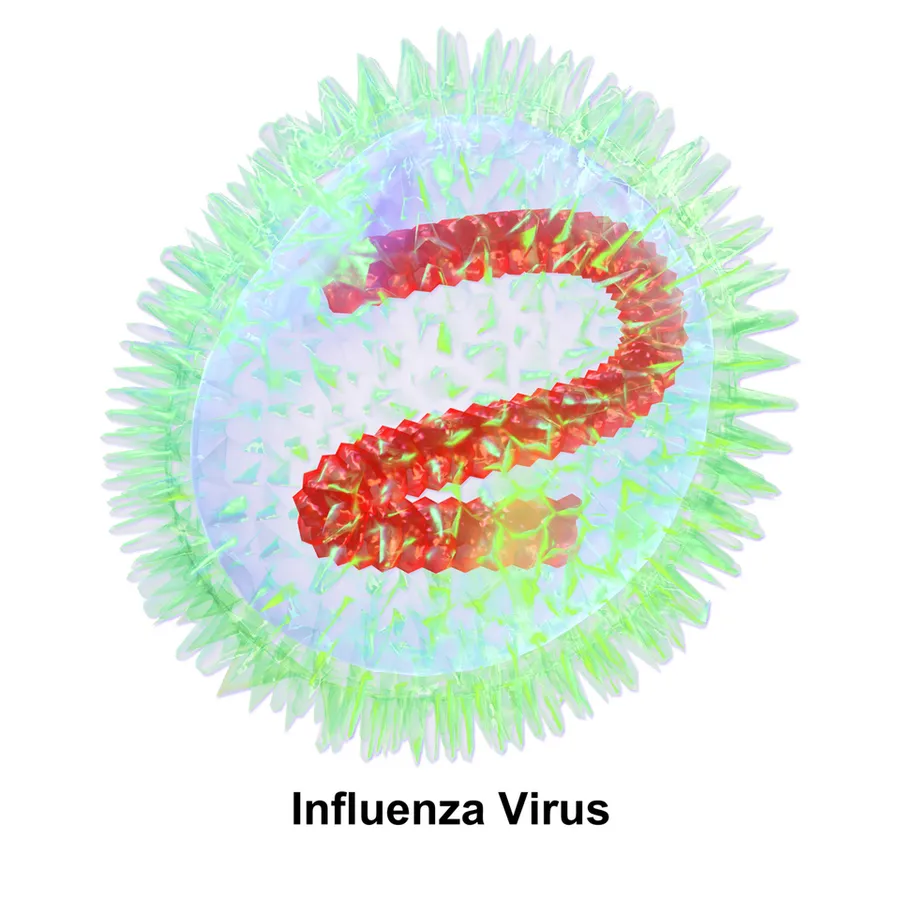 Influenza Virus.