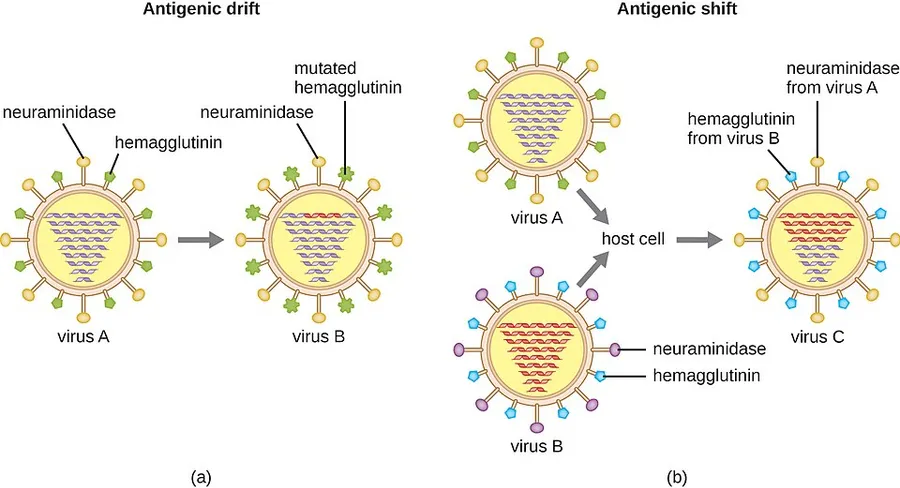 Name: Microbiology ID: e42bd376-624b-4c0f-972f-e0c57998e765@4.4 Language: English Summary: Subjects: Science and Technology Keywords: Print Style: License: Creative Commons Attribution License (by 4.0) Authors: OpenStax