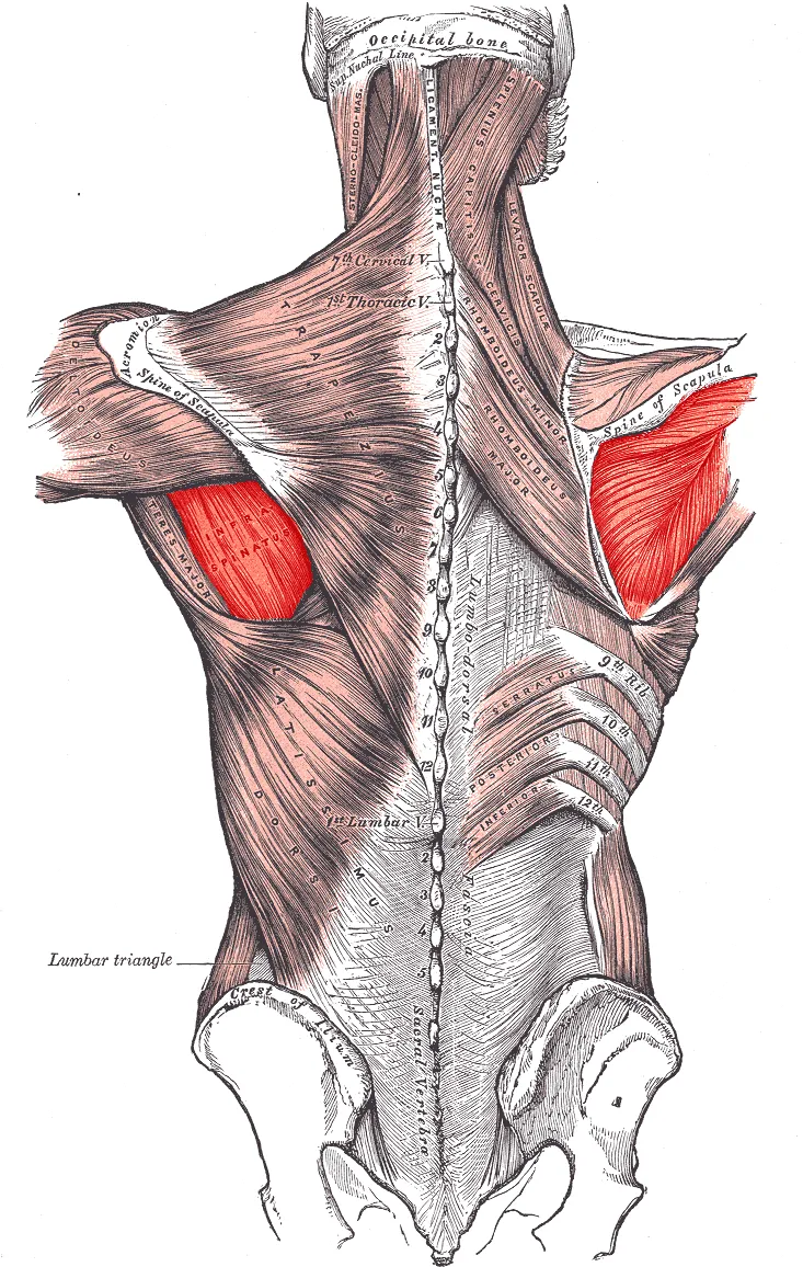 Muscles connecting the upper extremity to the vertebral column.
