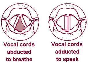 Vocal folds. When the intrinsic muscles of the larynx contract, they pull on the arytenoid cartilages, which causes them to pivot. Contraction of the posterior cricoarytenoid muscle, for example, moves the vocal folds ap
