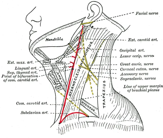 Subclavian artery