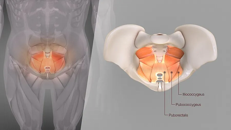 3D medical animation still shot depicting levator ani its exact position and structure.