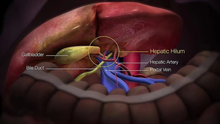 3D medical illustration showing hepatic hilum,hepatic artery, portal vein.