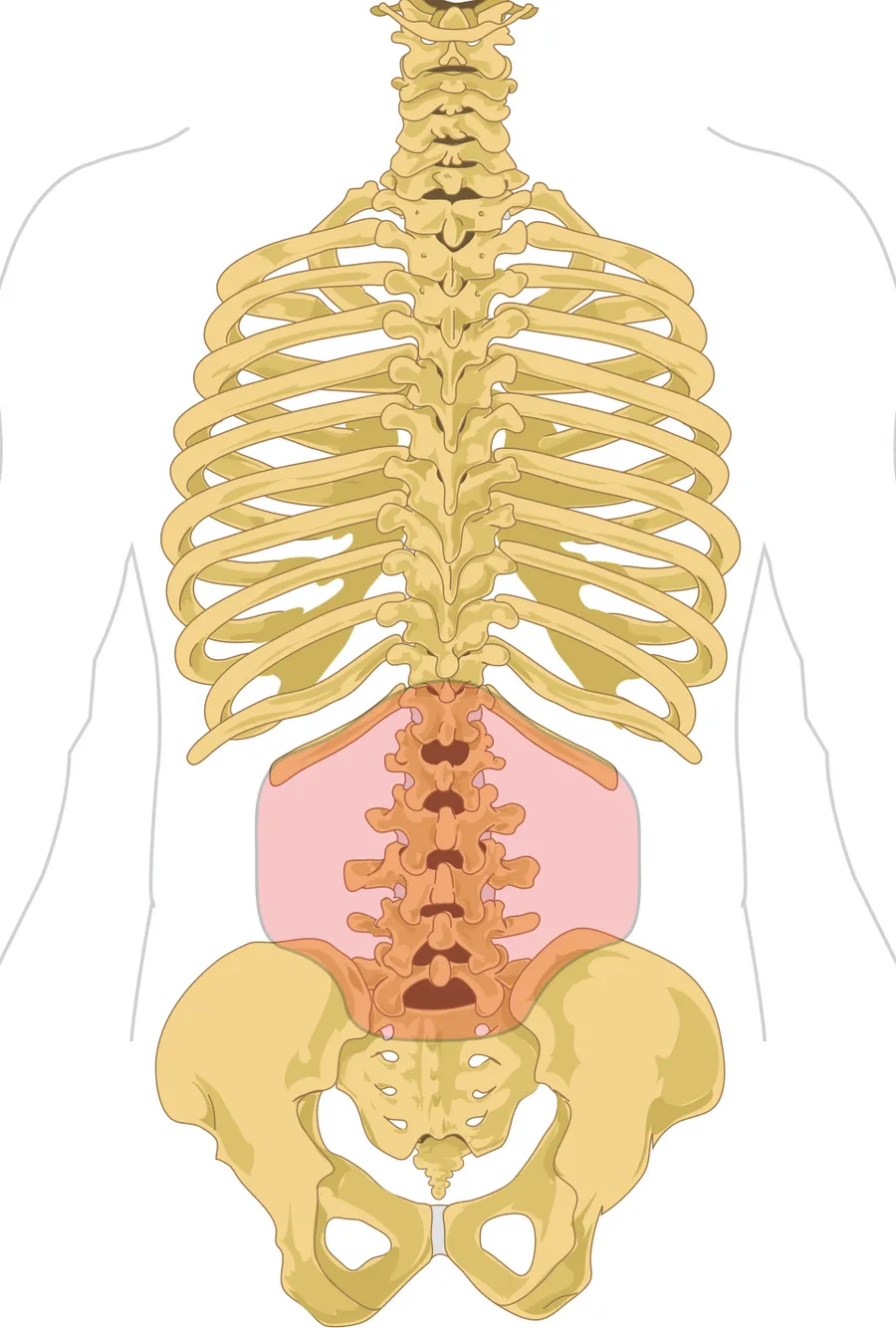 In anatomy, lumbar is an adjective that means of or pertaining to the abdominal segment of the torso, between the diaphragm and the sacrum (pelvis). The five vertebrae in the lumbar region of the back are the largest and