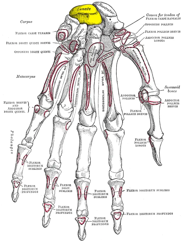 Lunate bone (shown in yellow).