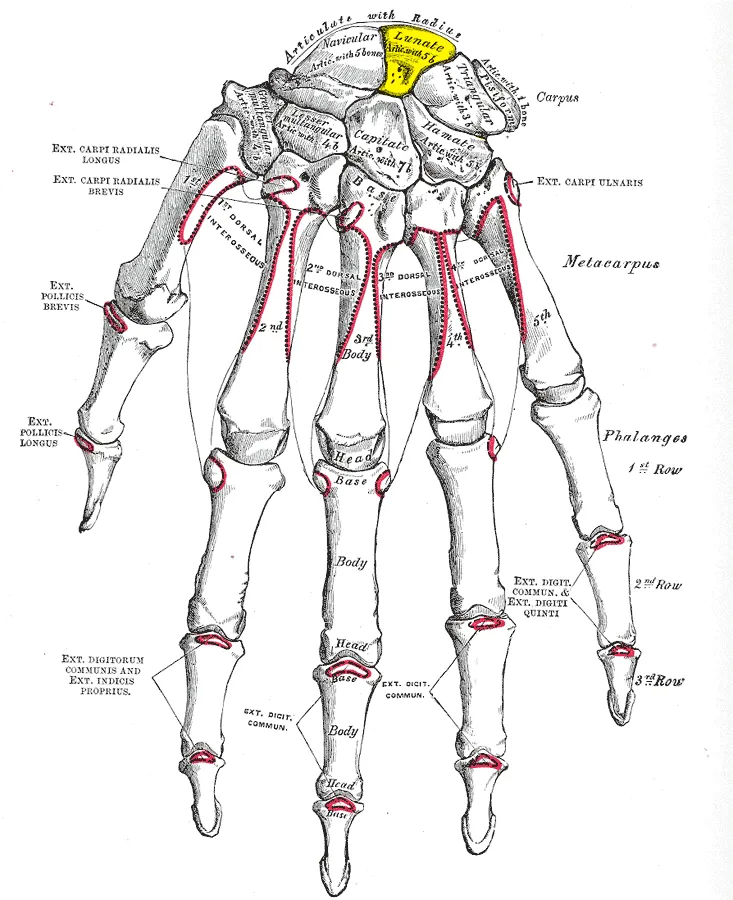 Lunate bone (shown in yellow).