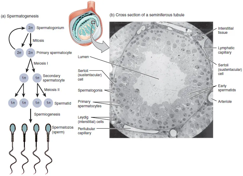 Illustration from Anatomy & Physiology, Connexions Web site. http://cnx.org/content/col11496/1.6/, Jun 19, 2013.