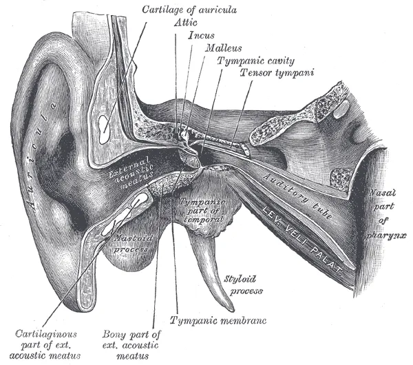 This is a cross-section of the structures of the ear.