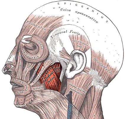 File adapted from File:Gray378.png. Cropped and highlighted masseter muscle. Tweaked image sharpness.