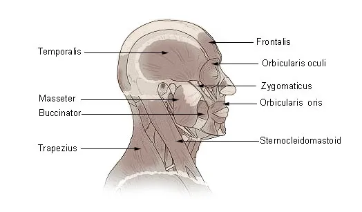 Masseter muscle