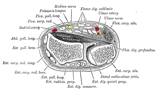Median nerve