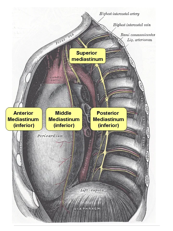 Annotated version of Gray's image 969; opened Mediastinum viewed from left body side