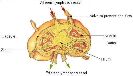 Lymph node
