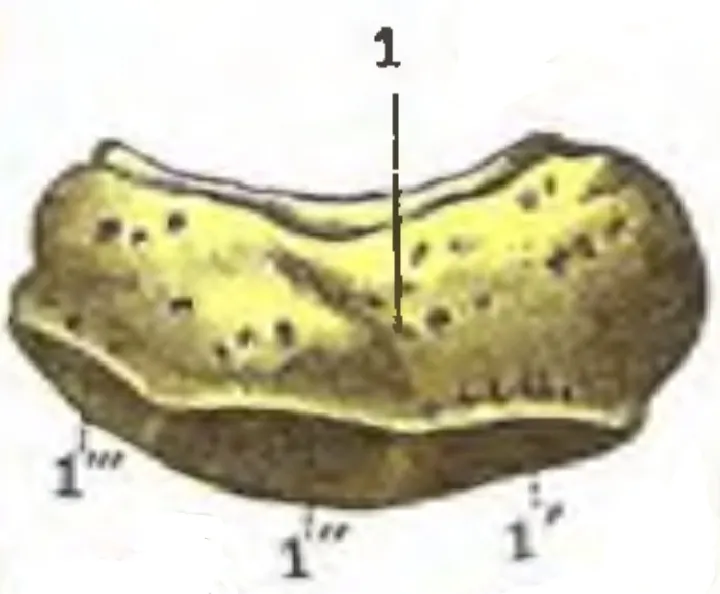 Anatomical illustration depicting the superior (dorsal) aspect of the right-sided navicular bone.
