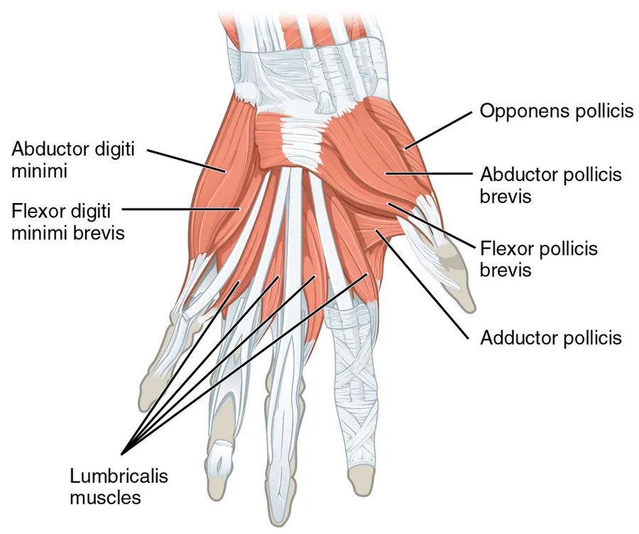 Opponens pollicis muscle