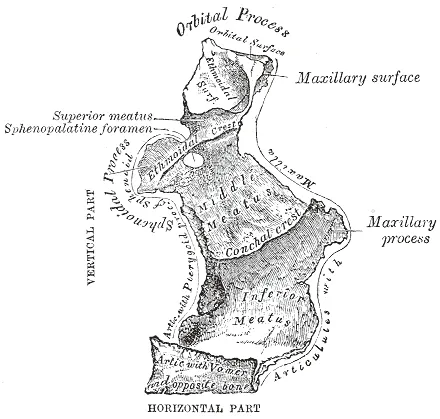 Left palate bone. Internal view, enlarged.