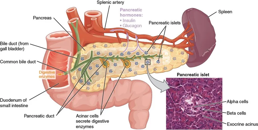 Illustration from Anatomy & Physiology, Connexions Web site. http://cnx.org/content/col11496/1.6/, Jun 19, 2013.