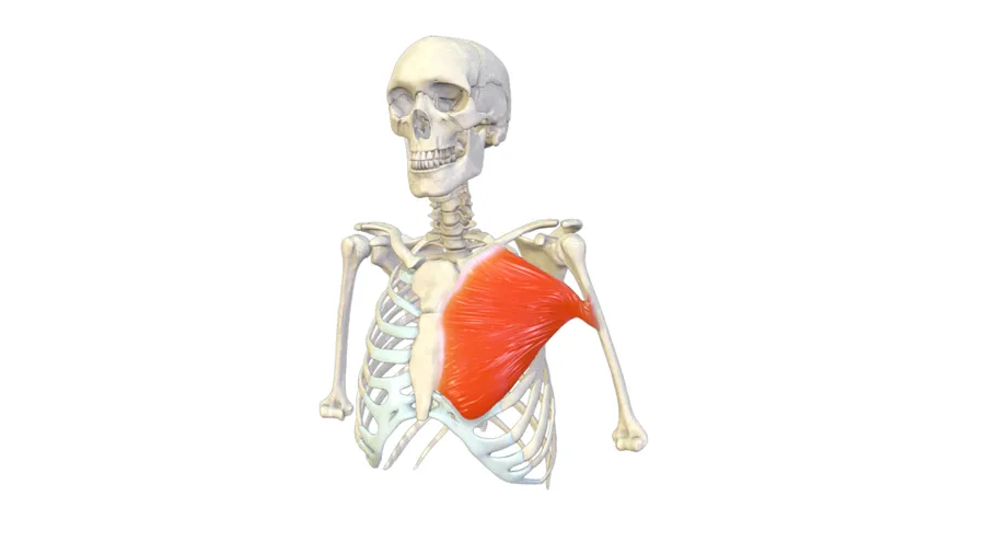 You can see this model in 3d on sketchfab here: https://sketchfab.com/3d-models/pectoralis-major-bcd40518975041d0a019824bc7d8784c