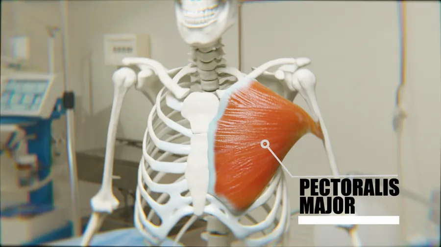 Pectoralis Major Muscle