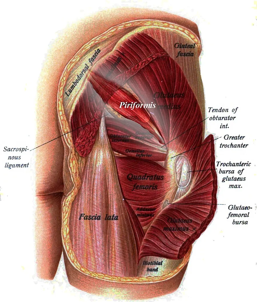 Piriformis muscle highlight of the gluteal muscles