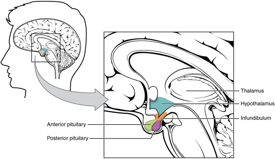 Illustration from Anatomy & Physiology, Connexions Web site. https://cnx.org/content/col11496/1.6/, Jun 19, 2013.