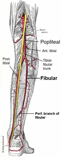 Popliteal artery branches from posterior labeled. Labeled version of Grey's image