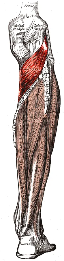 Musculus popliteus highlighted