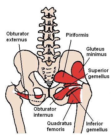 Posterior view of gluteal region showing the small gluteal muscles and gluteus minimus.