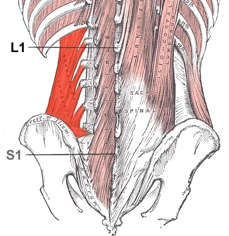 Quadratus lumborum muscle
