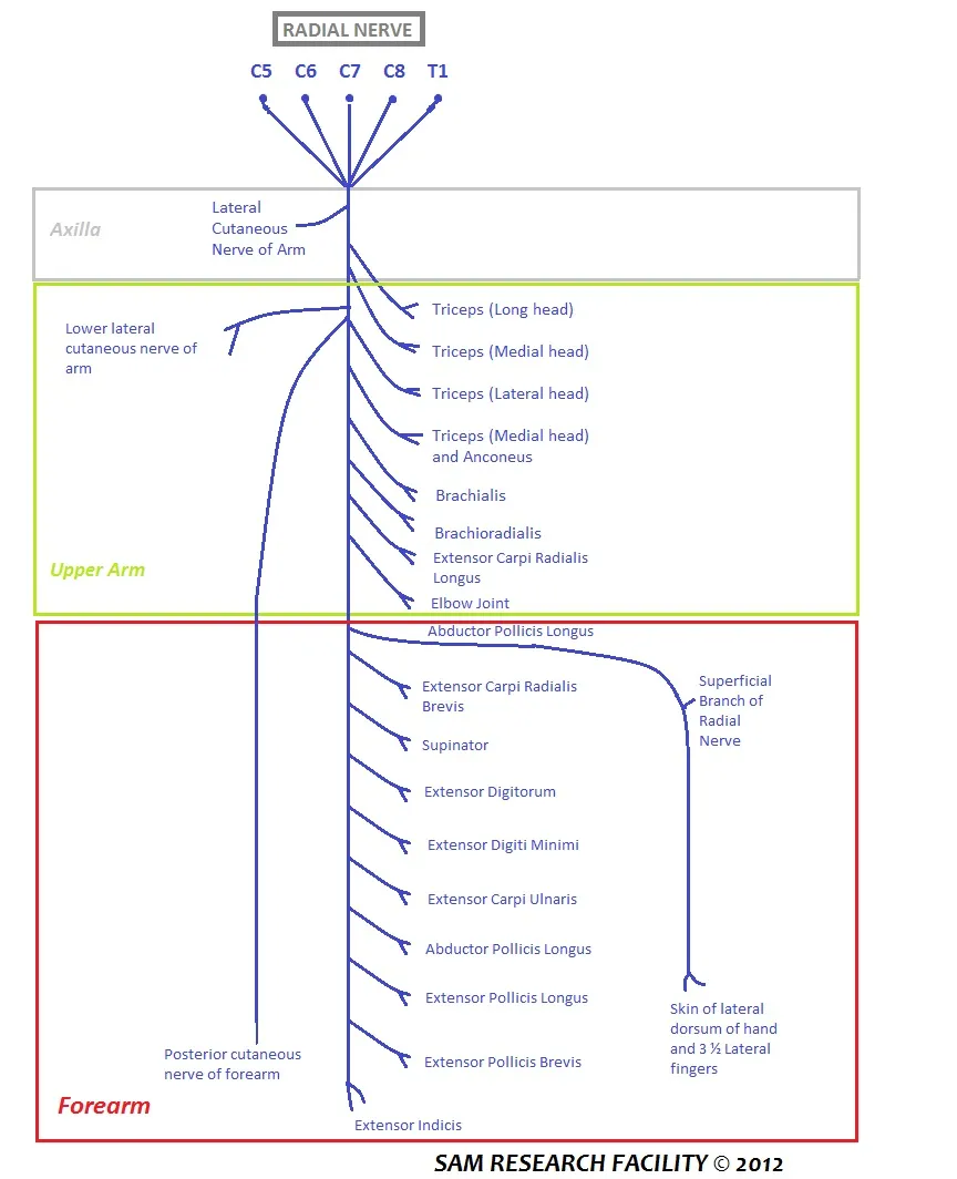 Schematic diagram showing extent of Radial Nerve