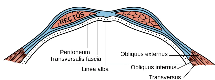 Diagram of sheath of Rectus above the arcuate line.