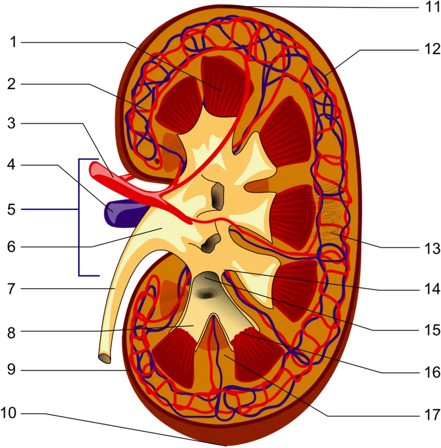 Structures of the kidney: Renal pyramid Interlobular artery Renal artery Renal vein Renal hylum Renal pelvis Ureter Minor calyx Renal capsule Inferior extremity Superior extremity Interlobar vein Nephron Renal sinus Majo