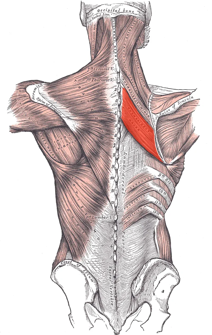 Rhomboideus major muscle