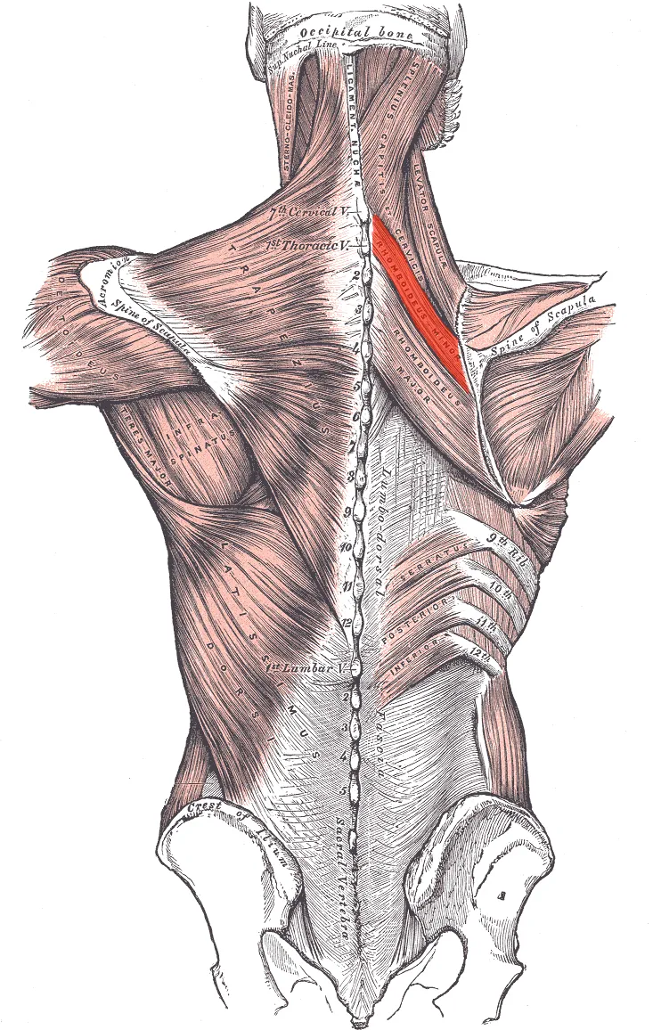 Rhomboideus minor muscle